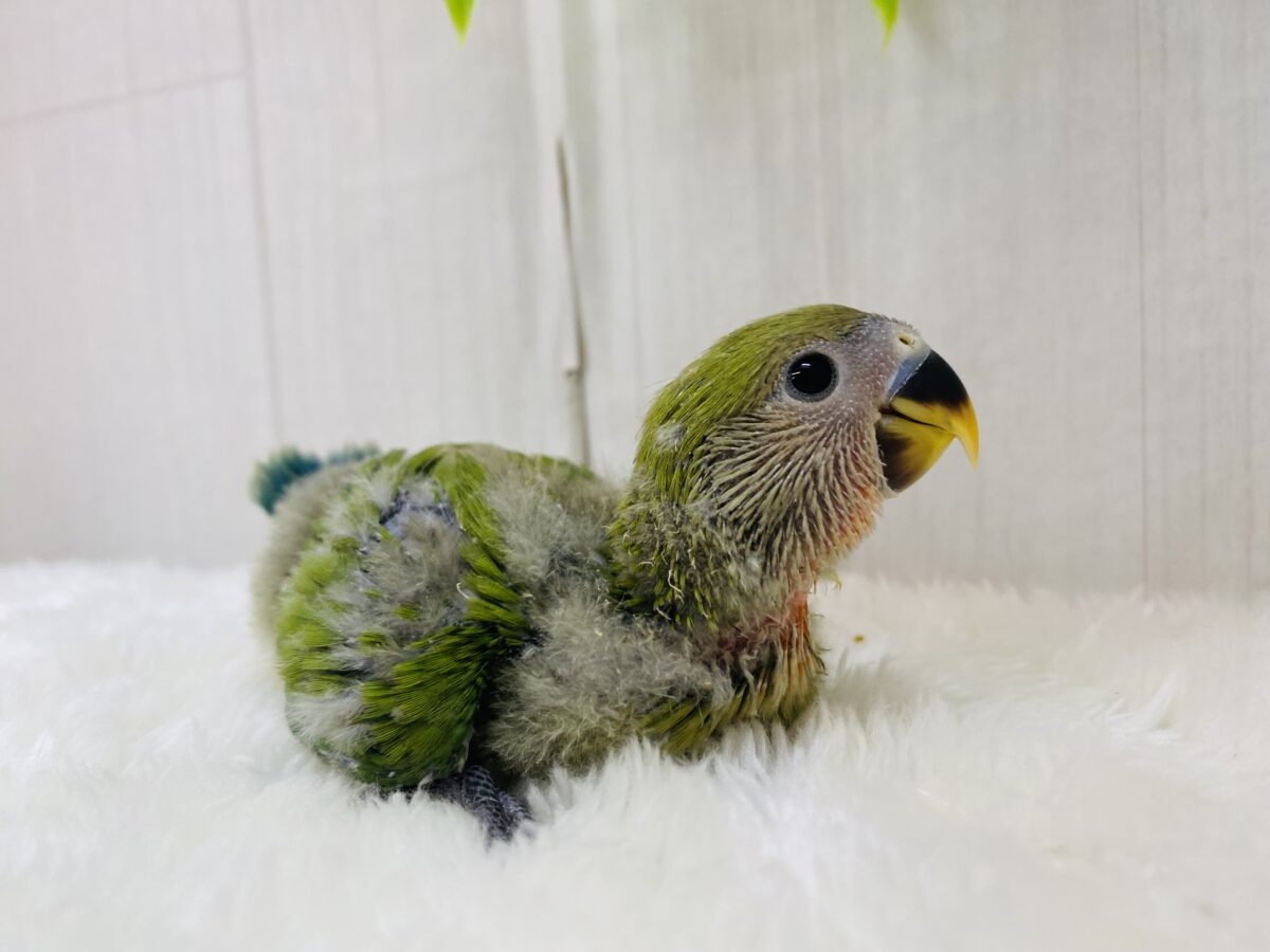 コザクラインコ（小桜インコ）