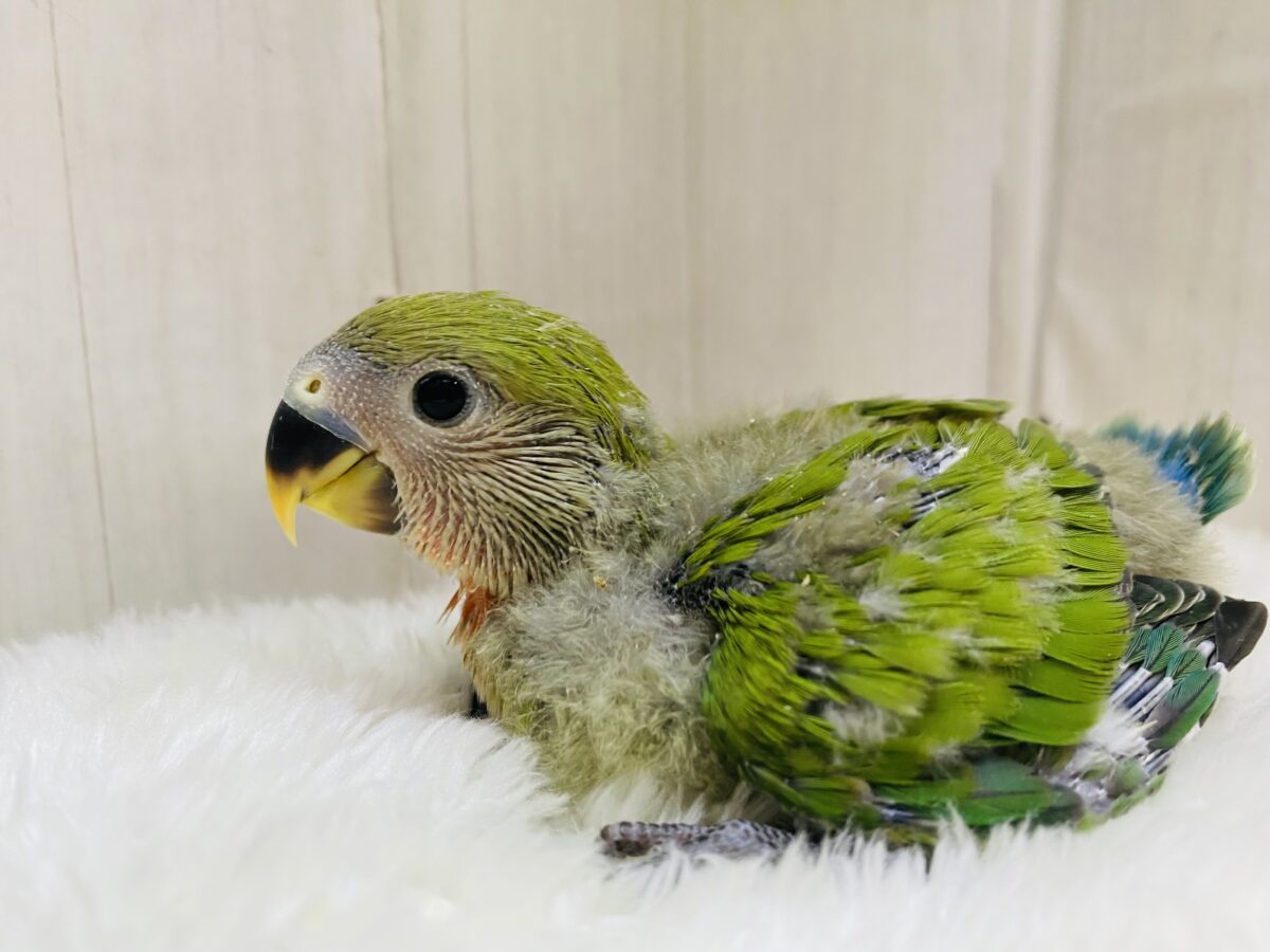 コザクラインコ（小桜インコ）