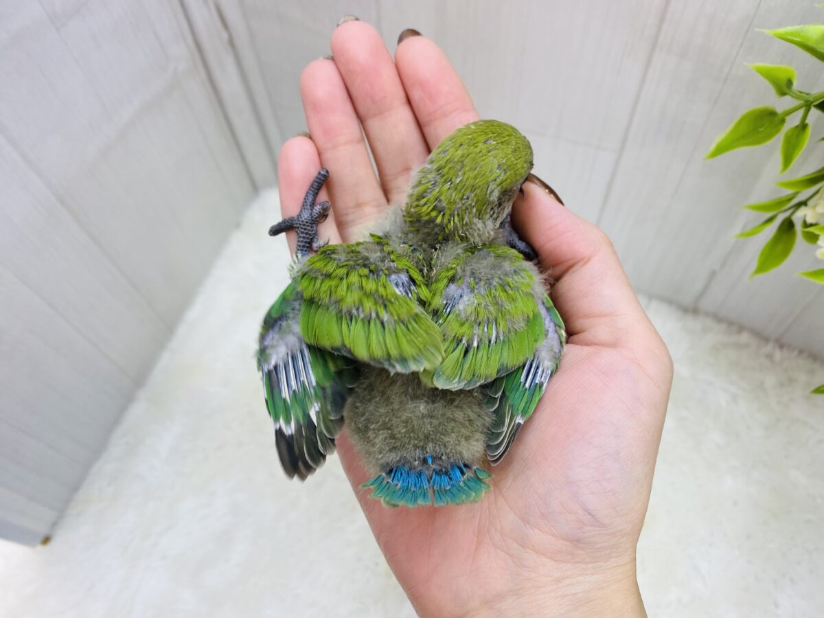 コザクラインコ（小桜インコ）