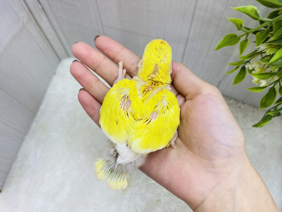 コザクラインコ（小桜インコ）
