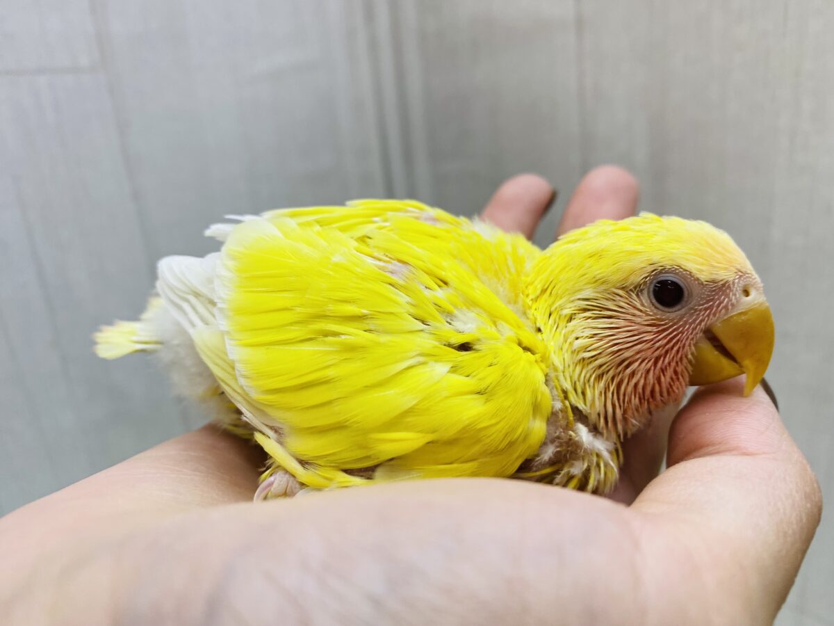 コザクラインコ（小桜インコ）