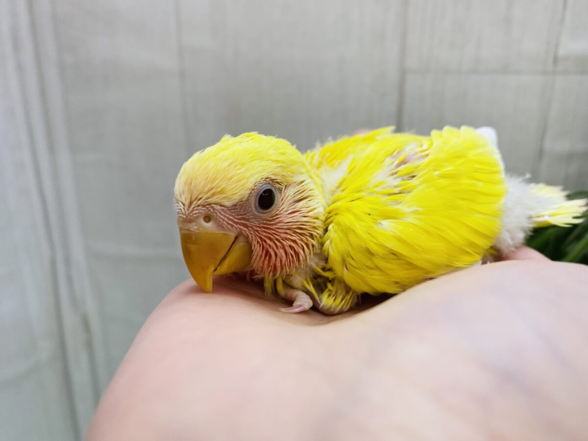コザクラインコ（小桜インコ）