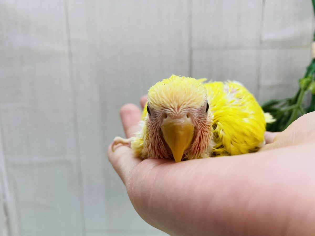 コザクラインコ（小桜インコ）