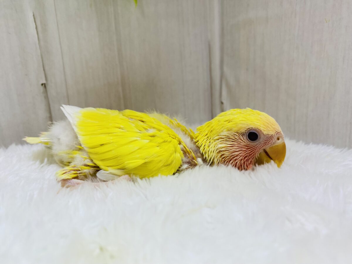 コザクラインコ（小桜インコ）