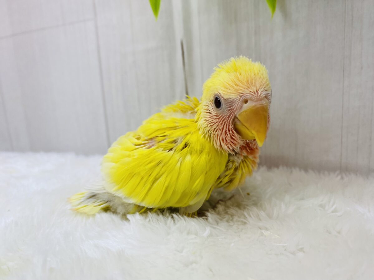 コザクラインコ（小桜インコ）