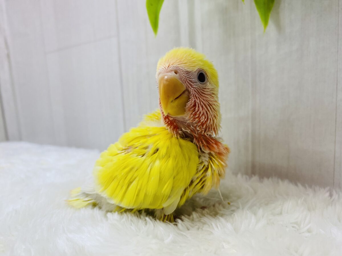 コザクラインコ（小桜インコ）