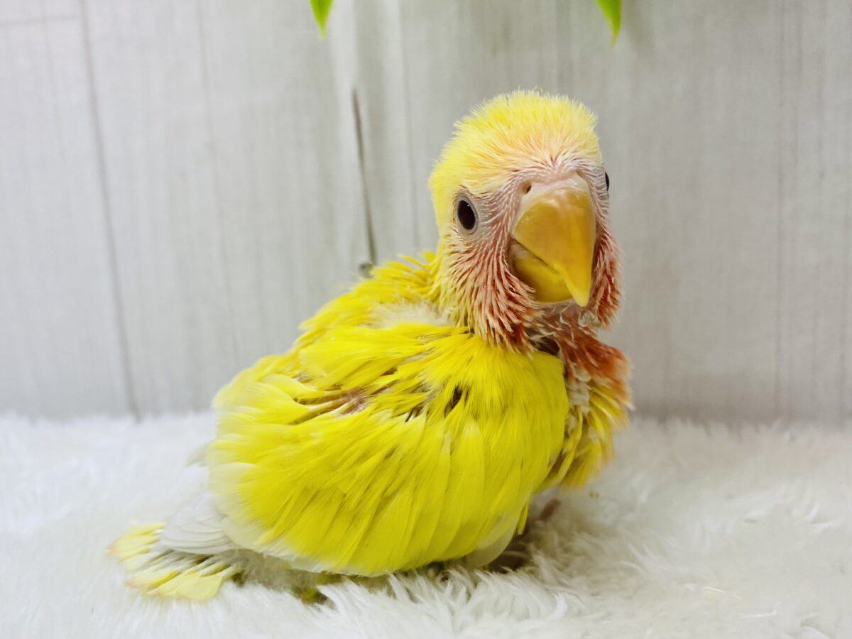 ☀️みんなを照らす太陽になるんだもんっ☀️コザクラインコのルチノー❤️
