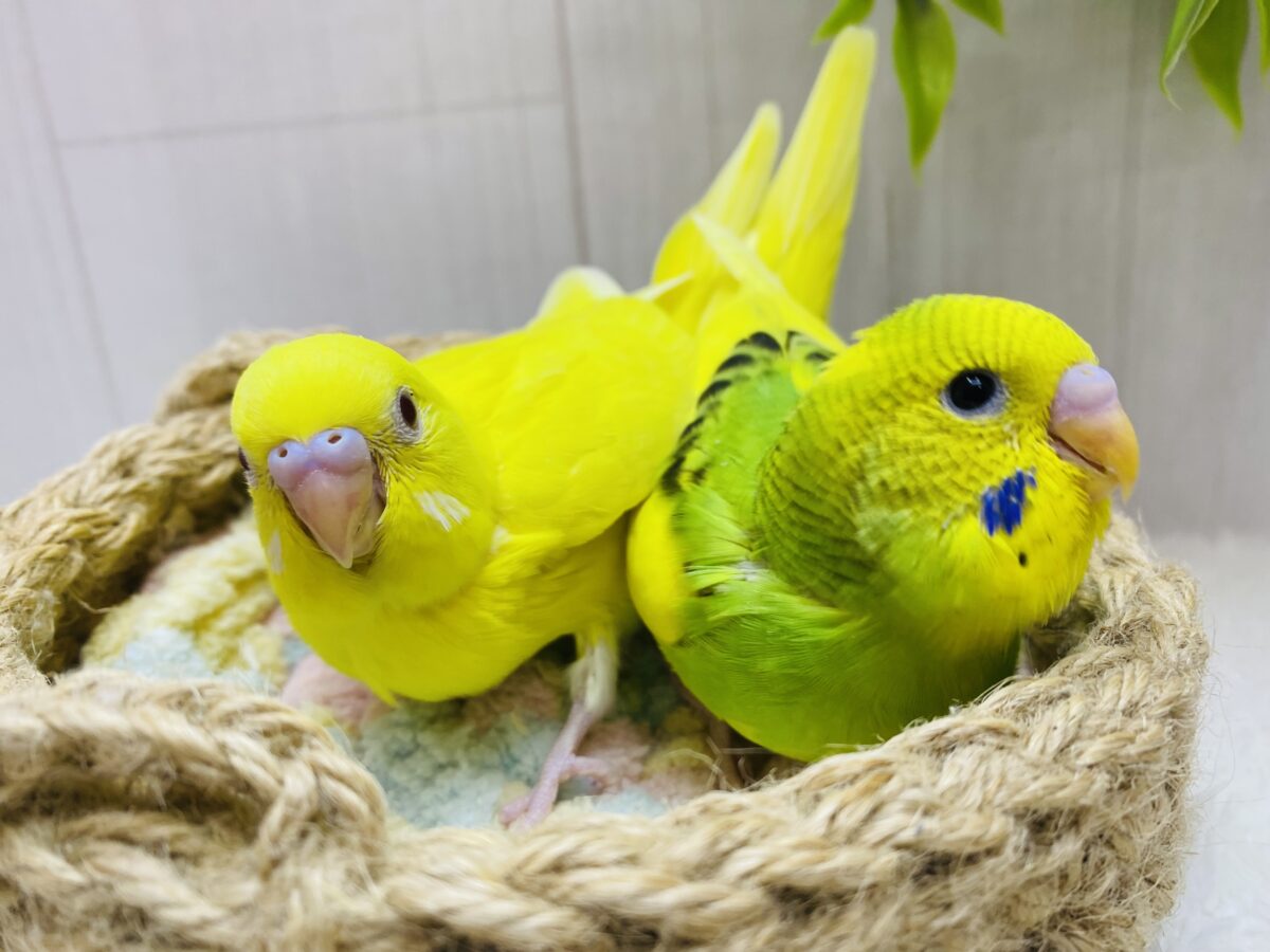 セキセイインコ
