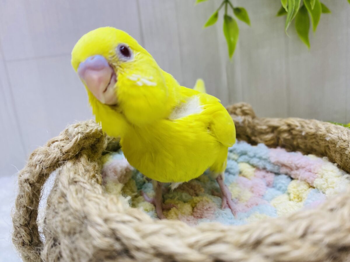 セキセイインコ