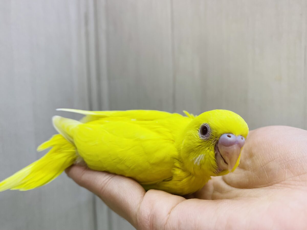 セキセイインコ
