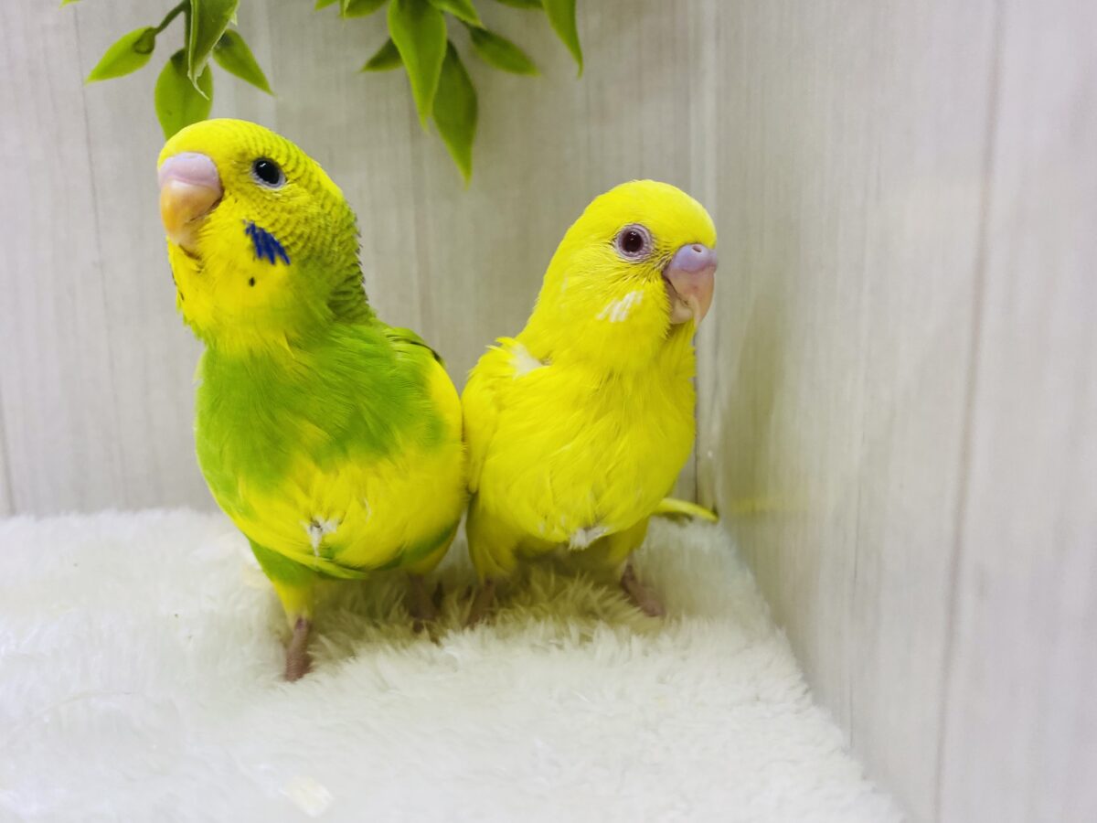 セキセイインコ