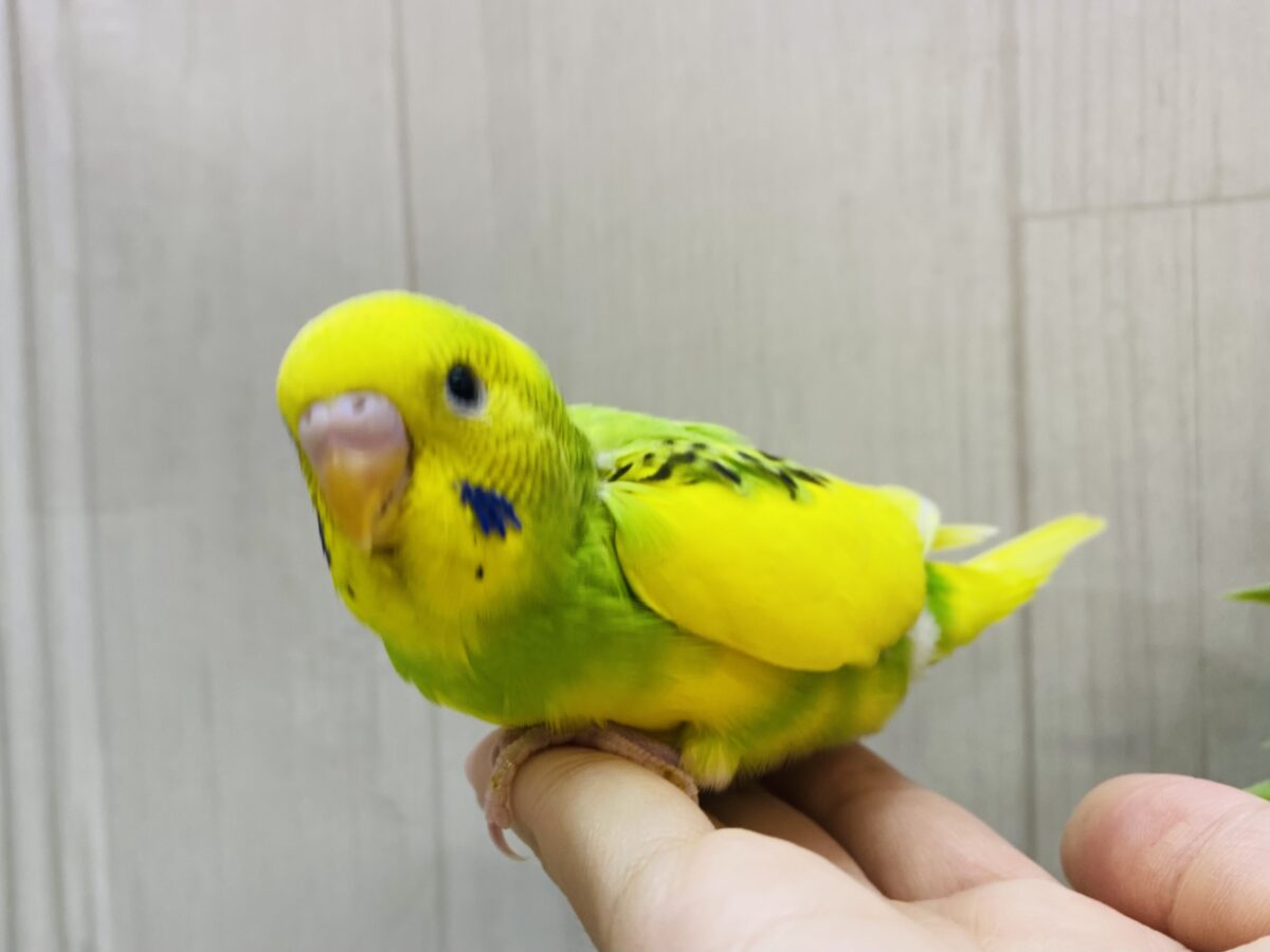 セキセイインコ