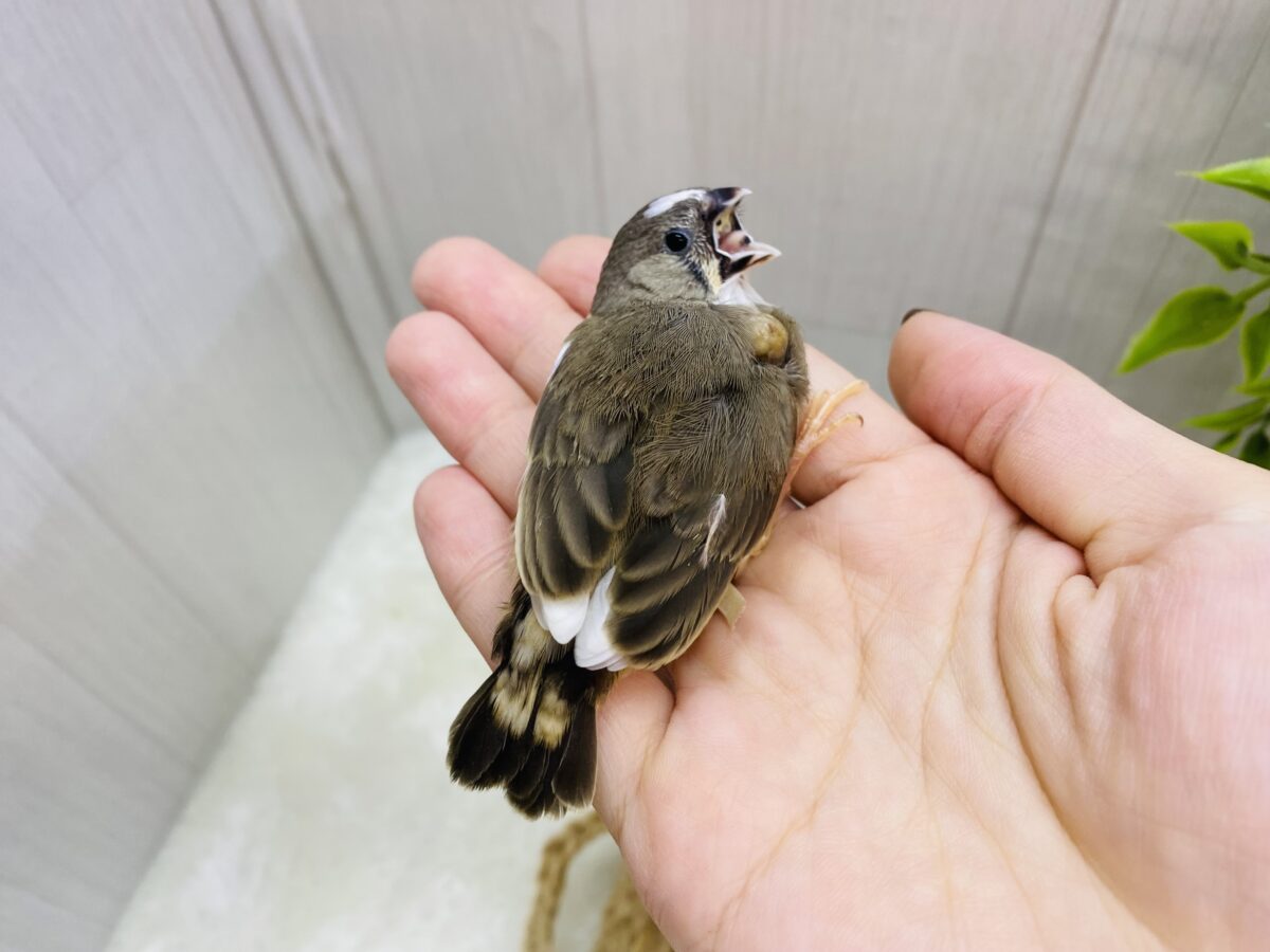 錦花鳥（キンカチョウ）