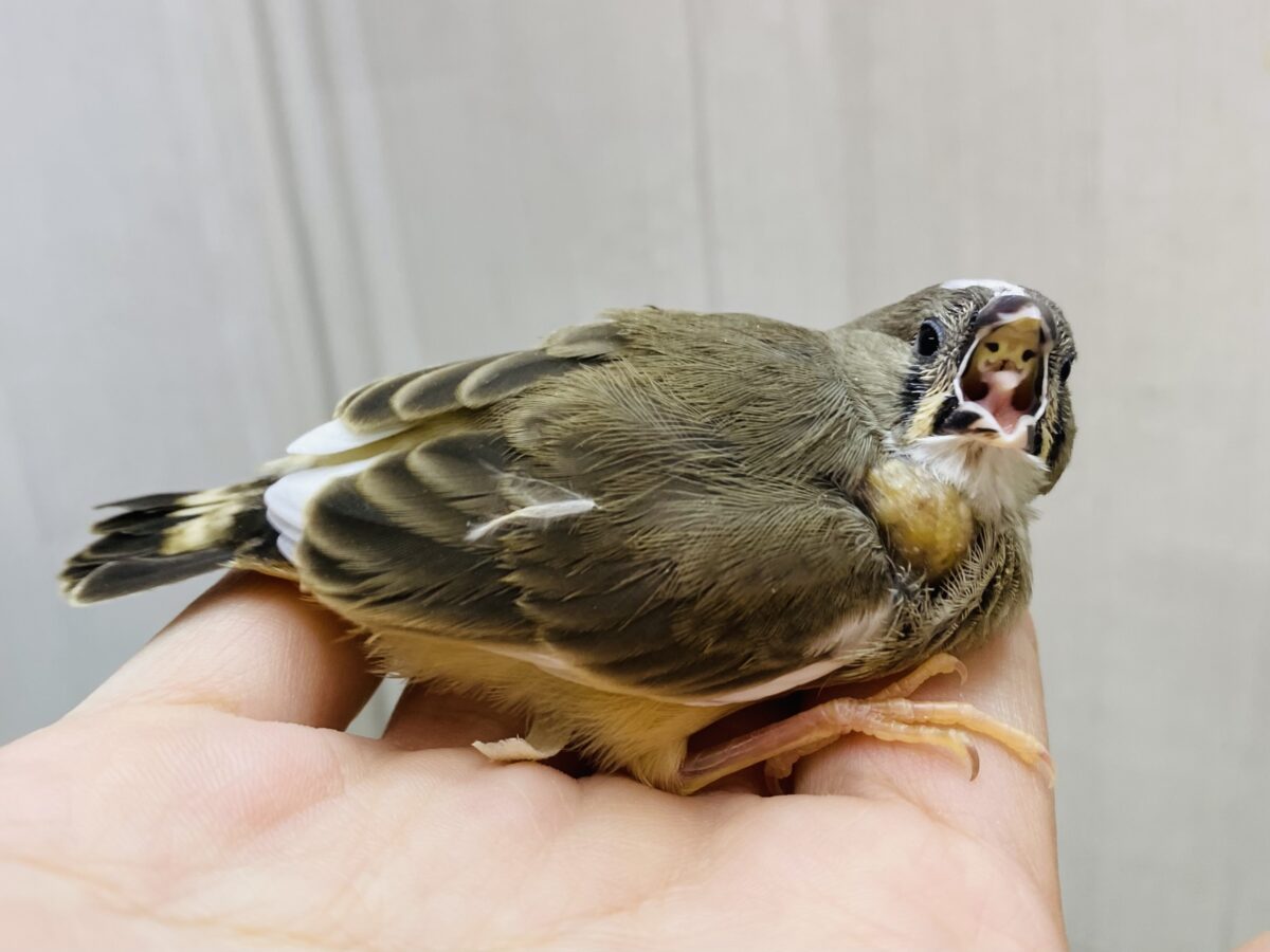 ちょこっと白がポイントです🌟まるまるキンカ鳥パイドカラー‼️