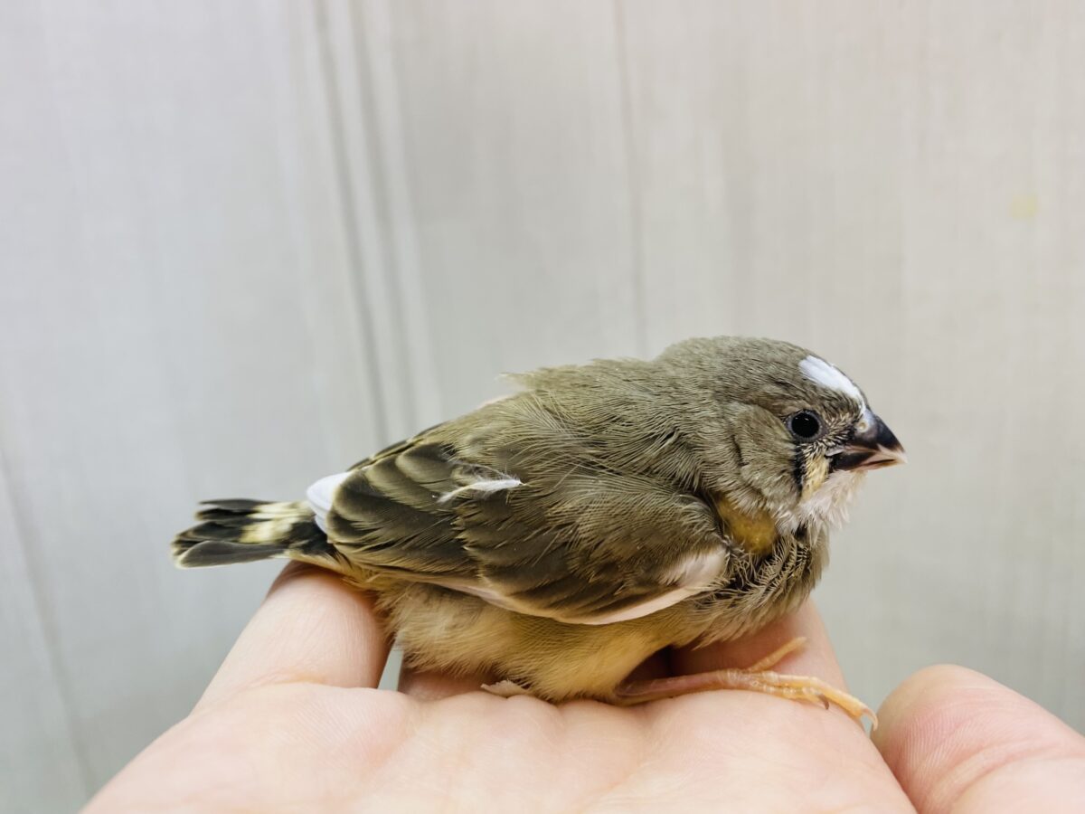 錦花鳥（キンカチョウ）