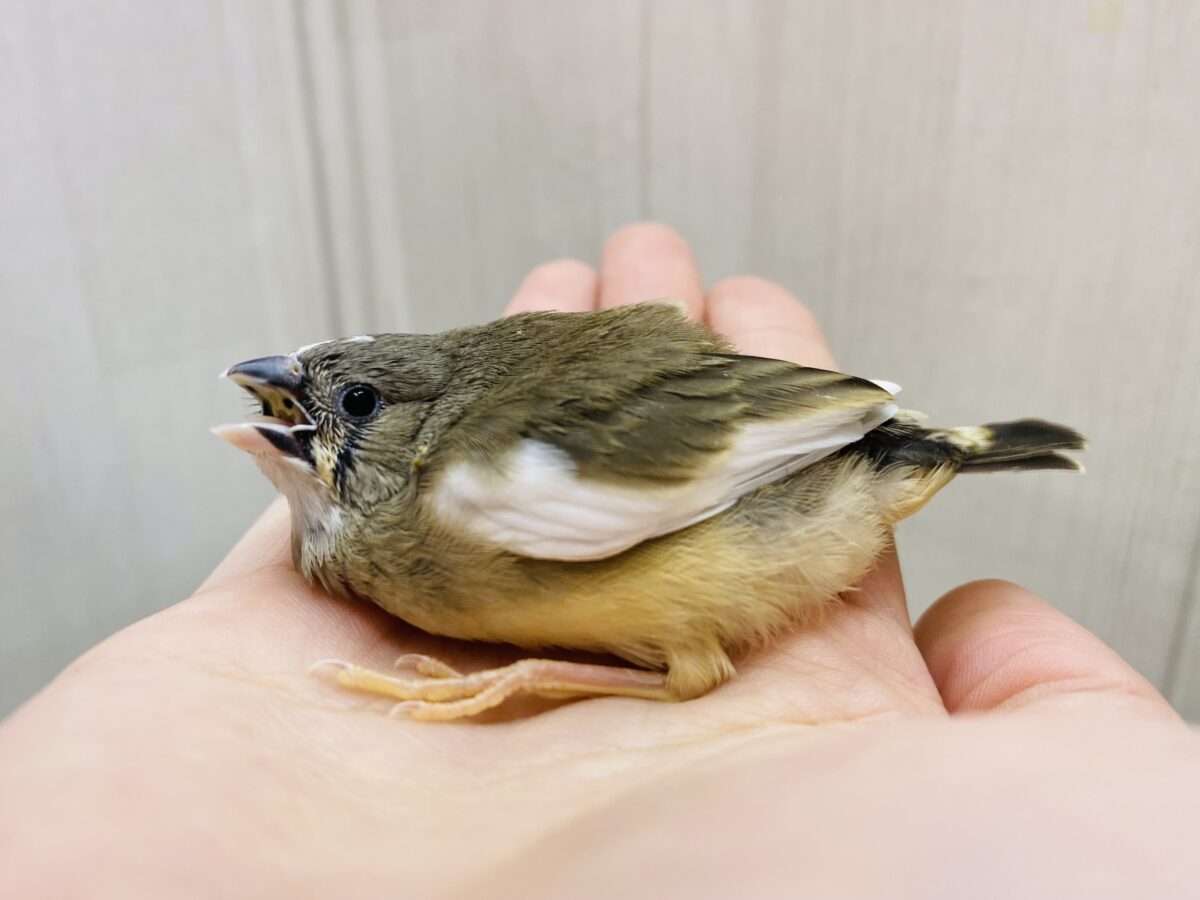 錦花鳥（キンカチョウ）