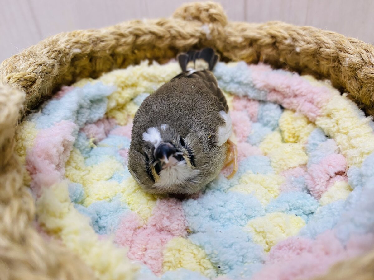 錦花鳥（キンカチョウ）