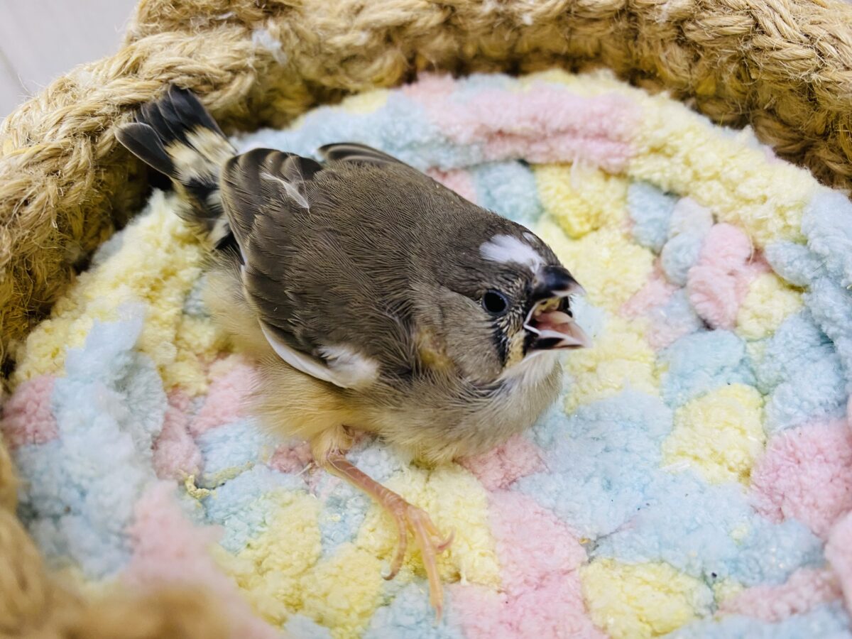 錦花鳥（キンカチョウ）