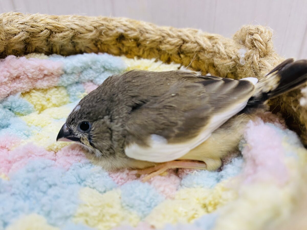錦花鳥（キンカチョウ）
