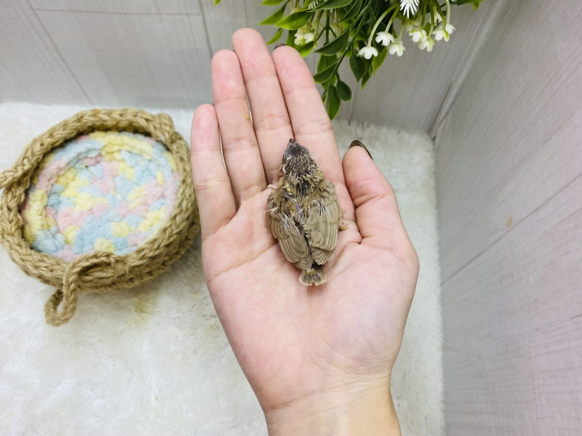 錦花鳥（キンカチョウ）