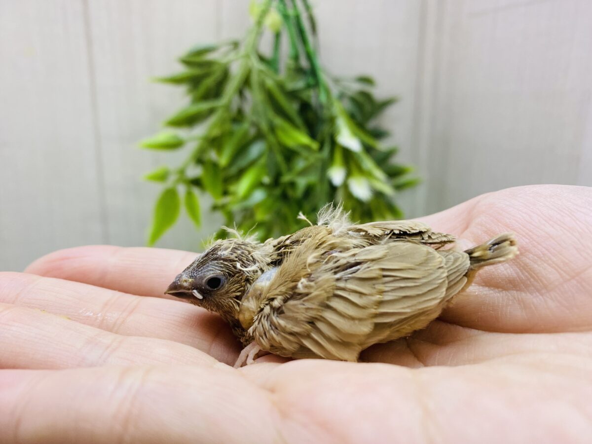 錦花鳥（キンカチョウ）