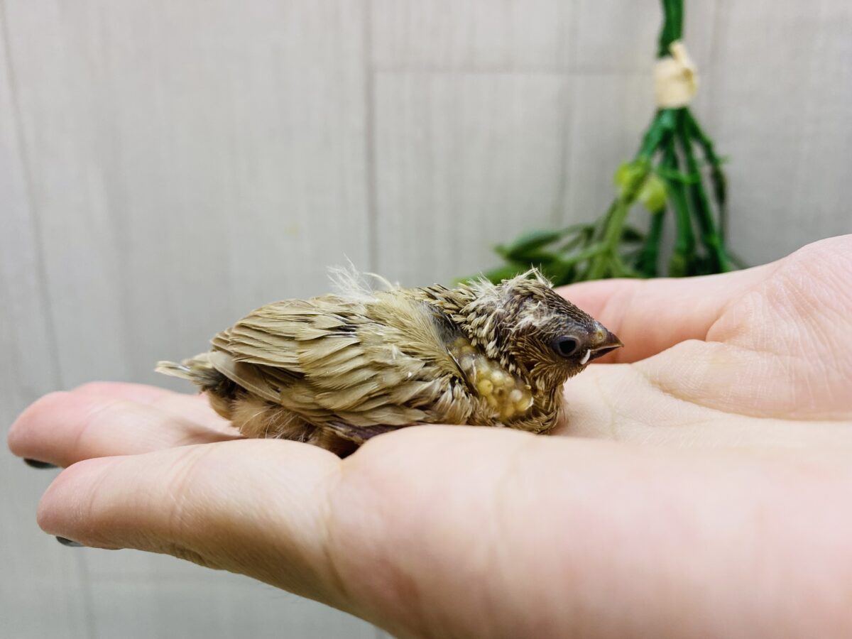錦花鳥（キンカチョウ）