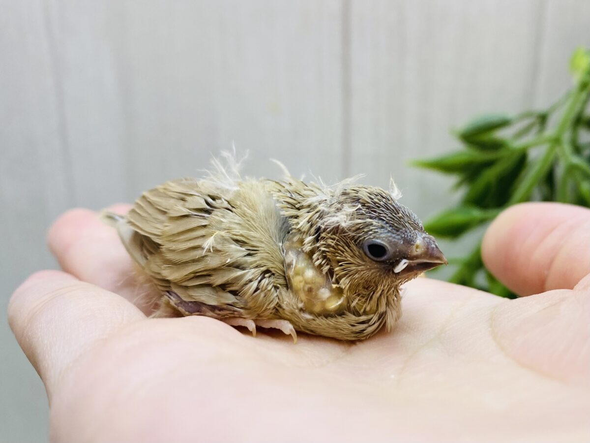 この小さな体に可愛いがたくさん☺️💓キンカ鳥フォーン🧡