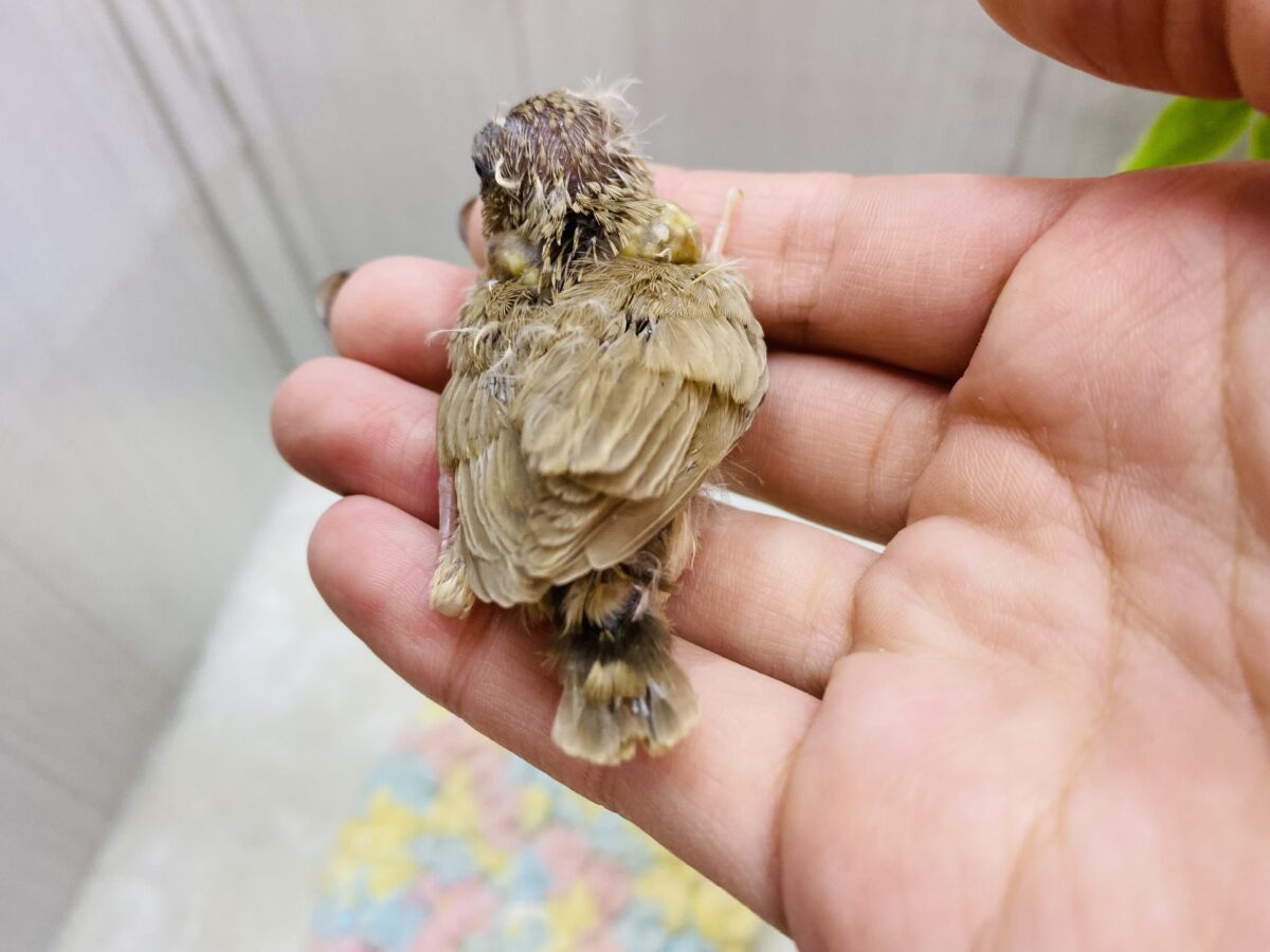 錦花鳥（キンカチョウ）