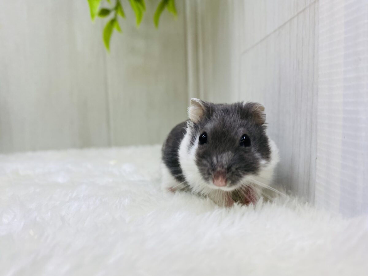 ドワーフハムスターの1種