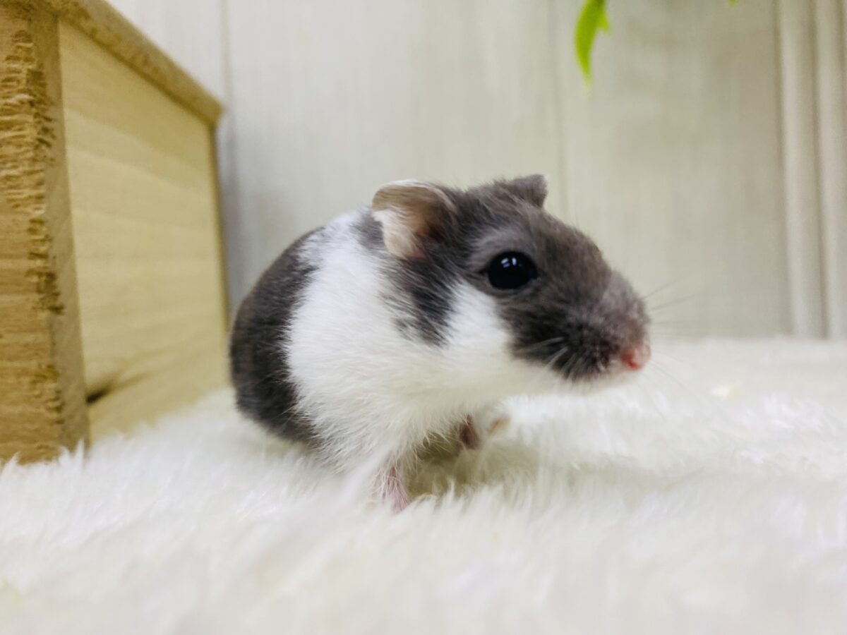 ドワーフハムスターの1種