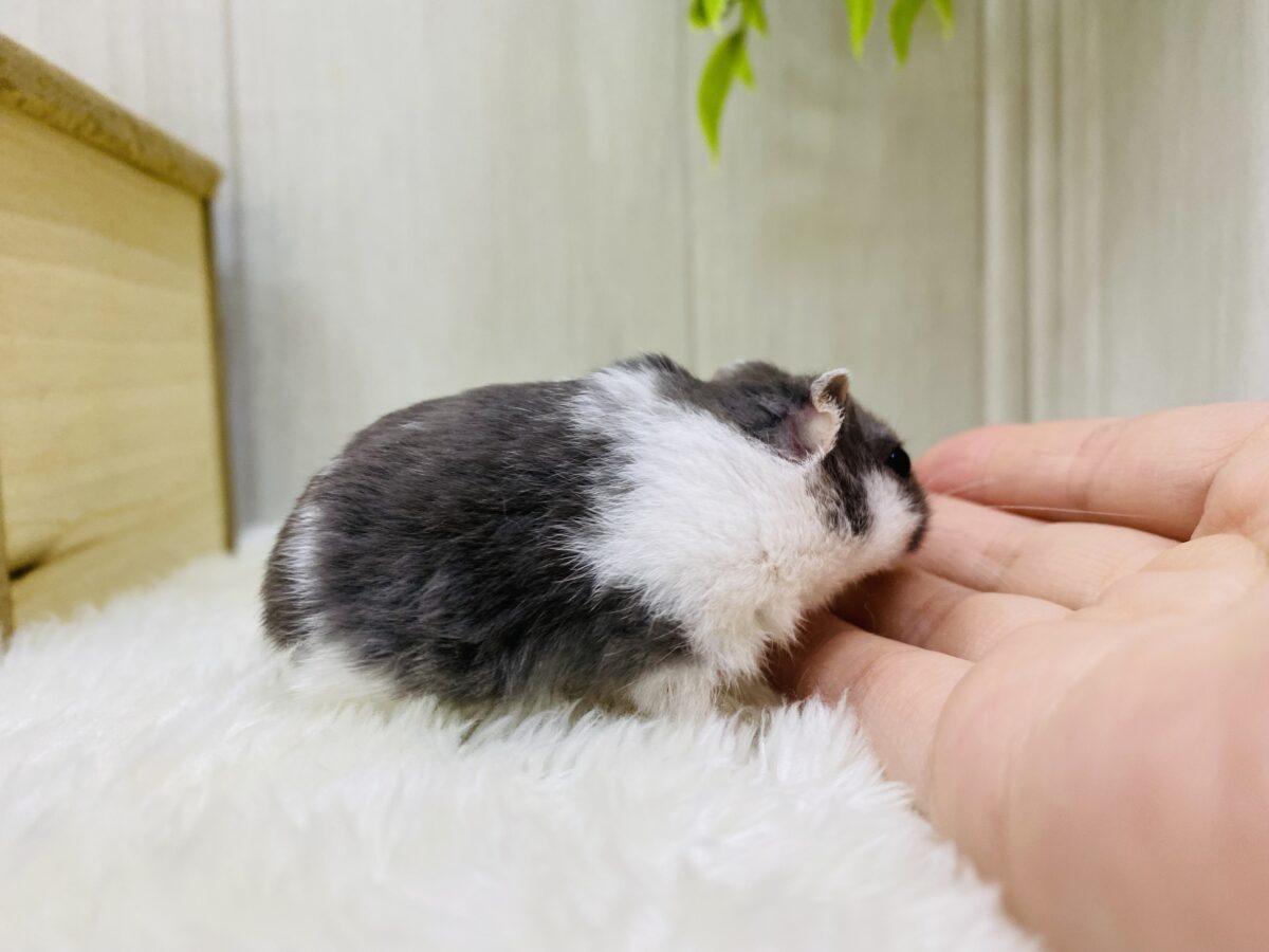 ドワーフハムスターの1種