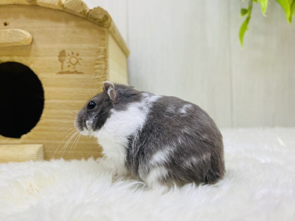 ドワーフハムスターの1種