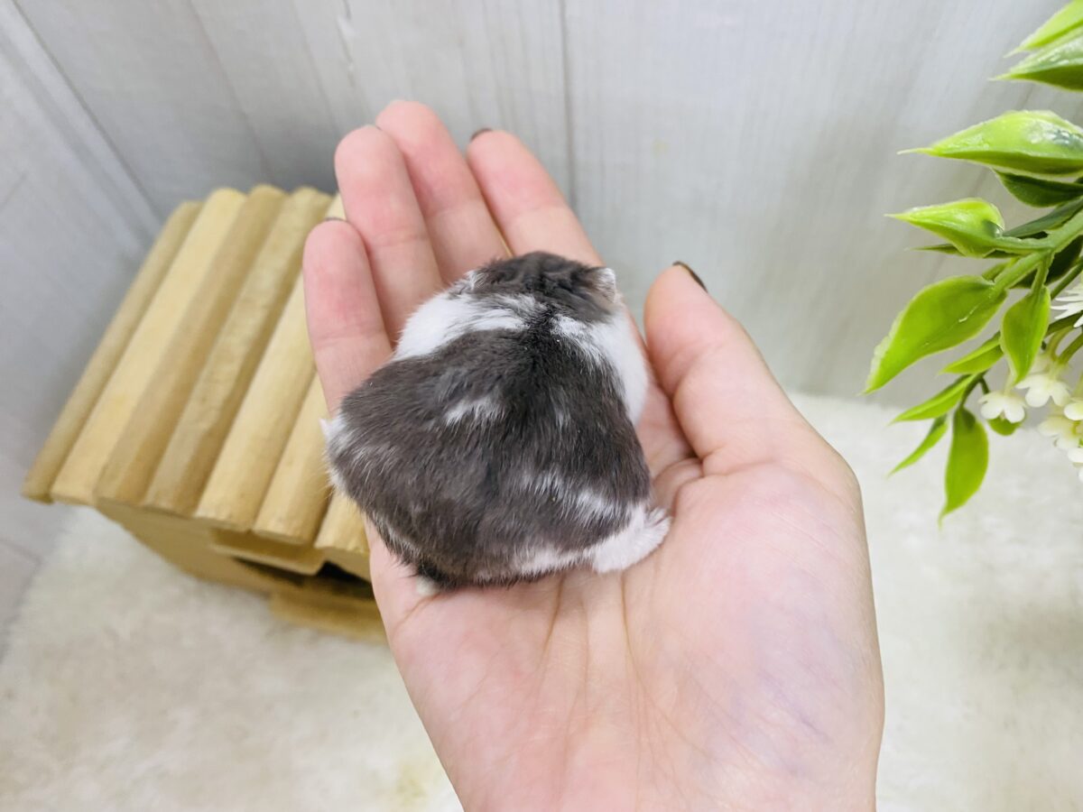 ドワーフハムスターの1種