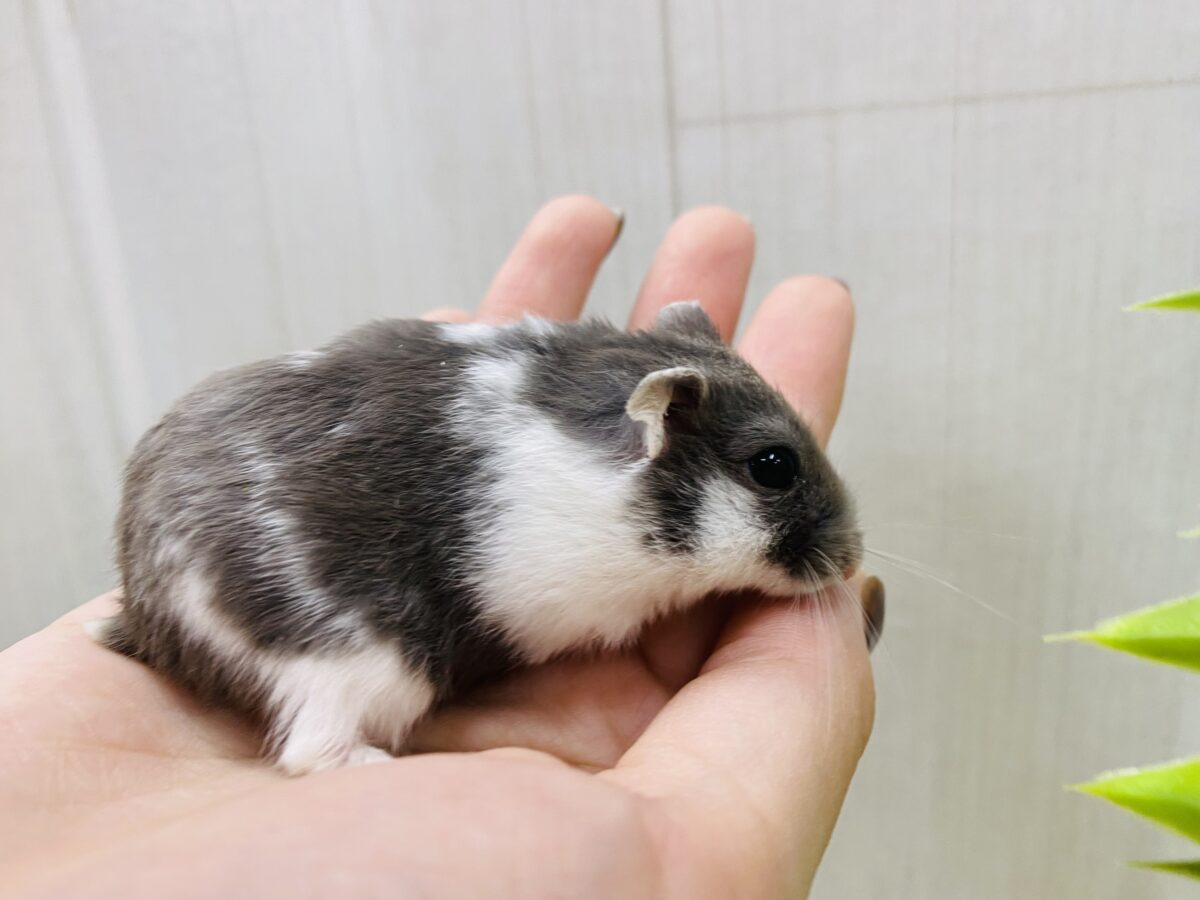 ドワーフハムスターの1種