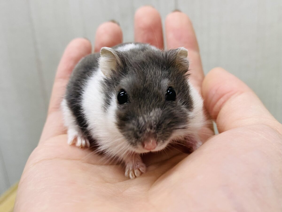 もっちり🩶ブルーパイドハムスターやって来ました🐹🌱‬‪
