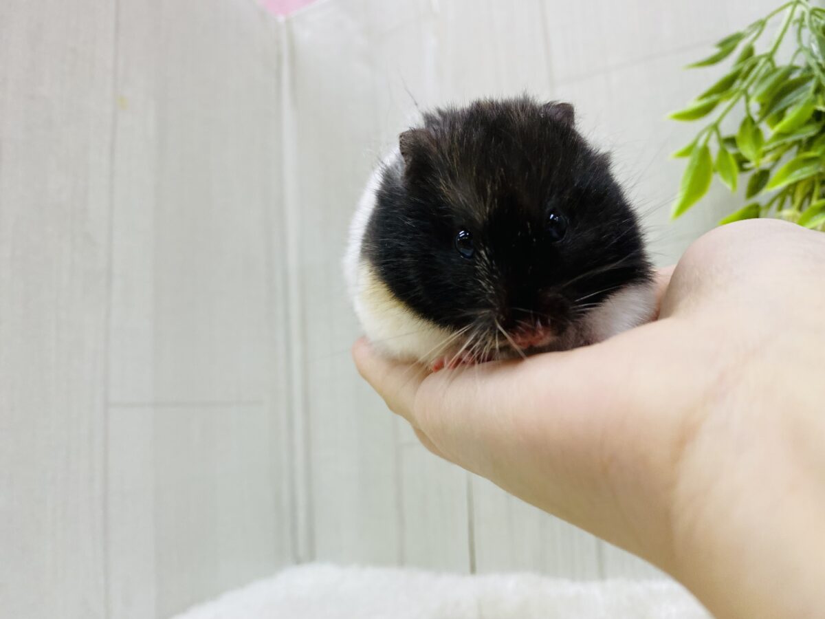 ゴールデンハムスター