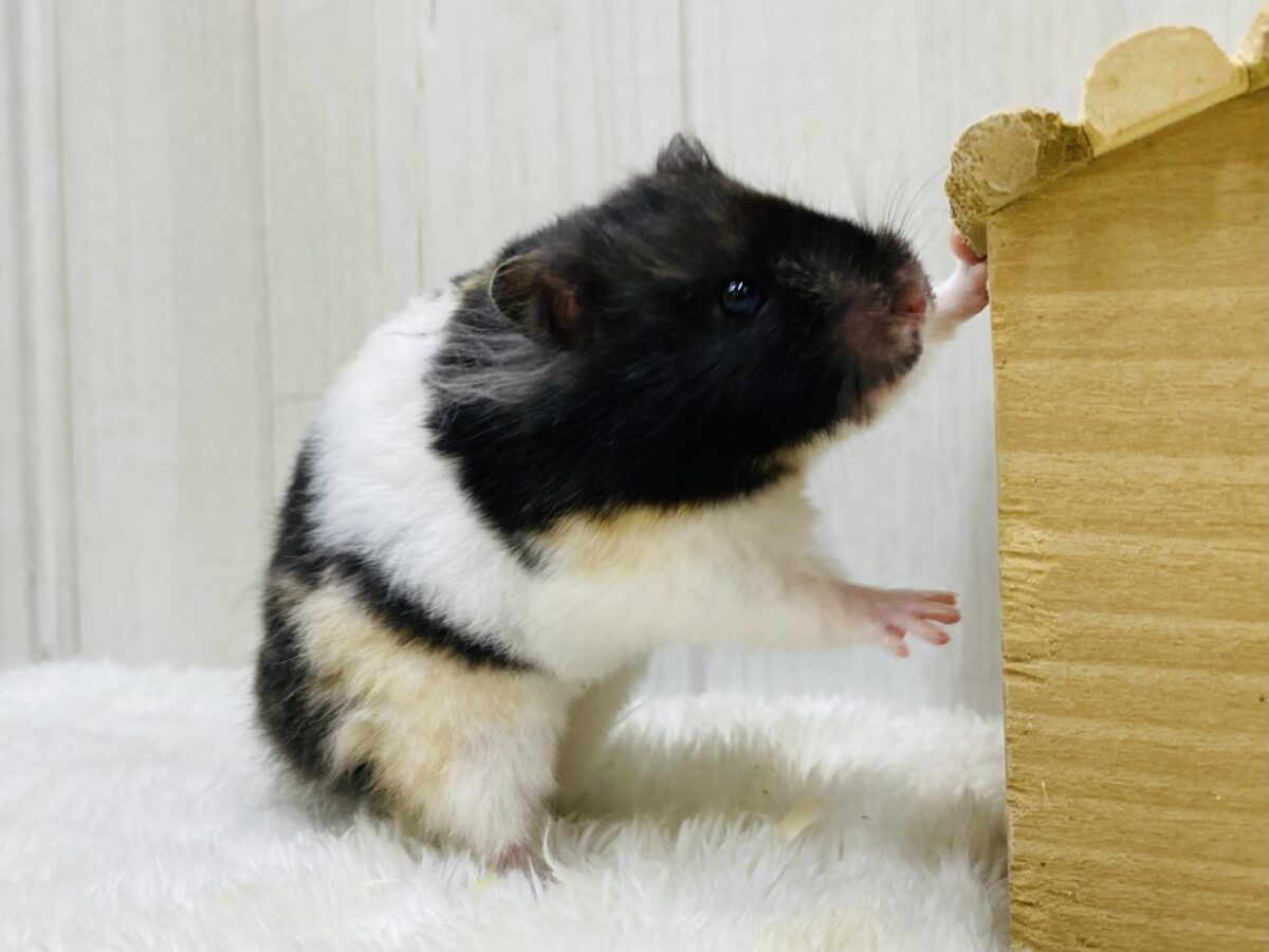 3色のレアハムちゃん‼️トリコロールハムスターがやって来ました🐹