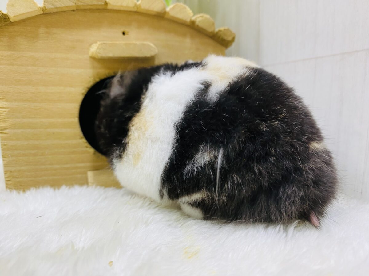 ゴールデンハムスター