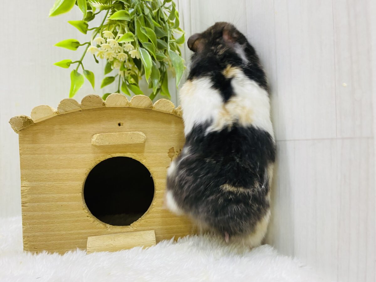 ゴールデンハムスター