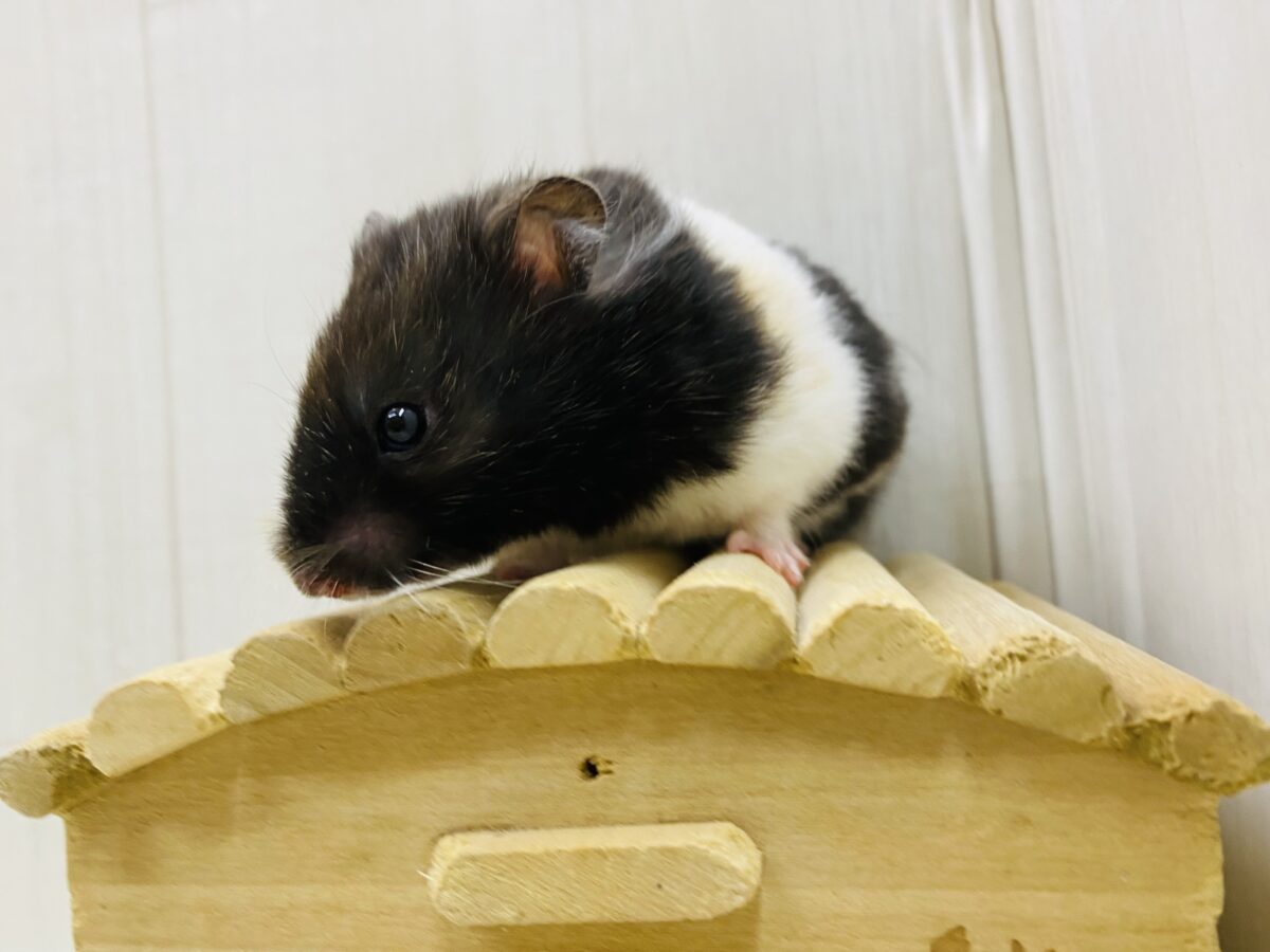 ゴールデンハムスター