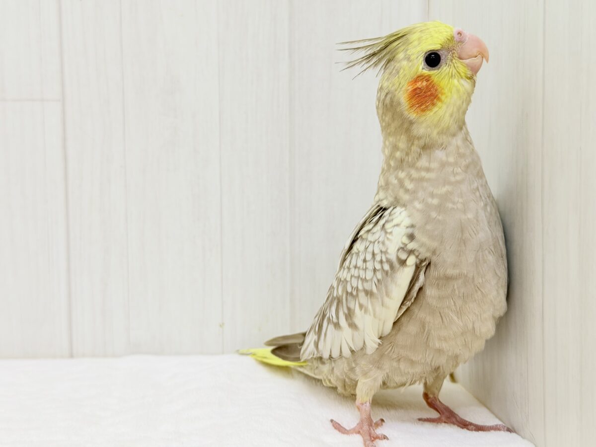 オカメインコ