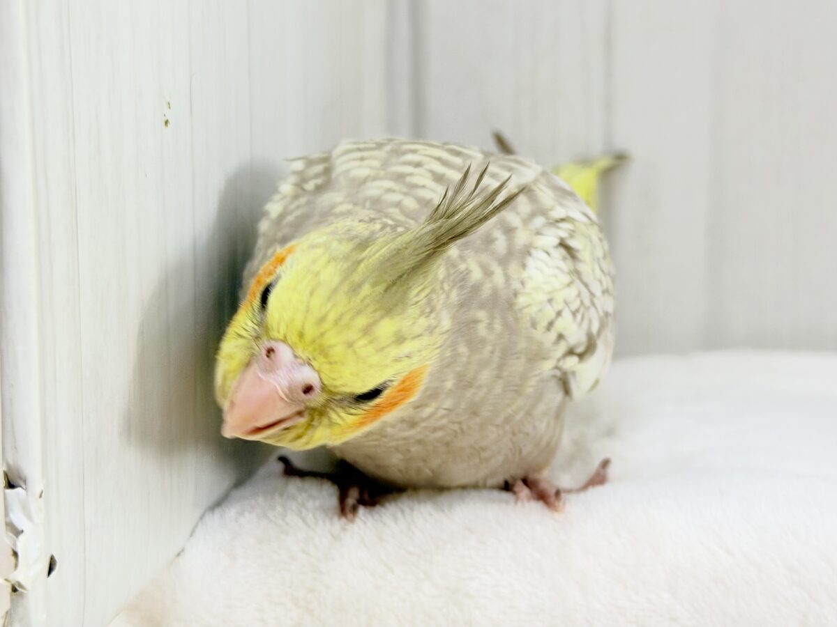 オカメインコ