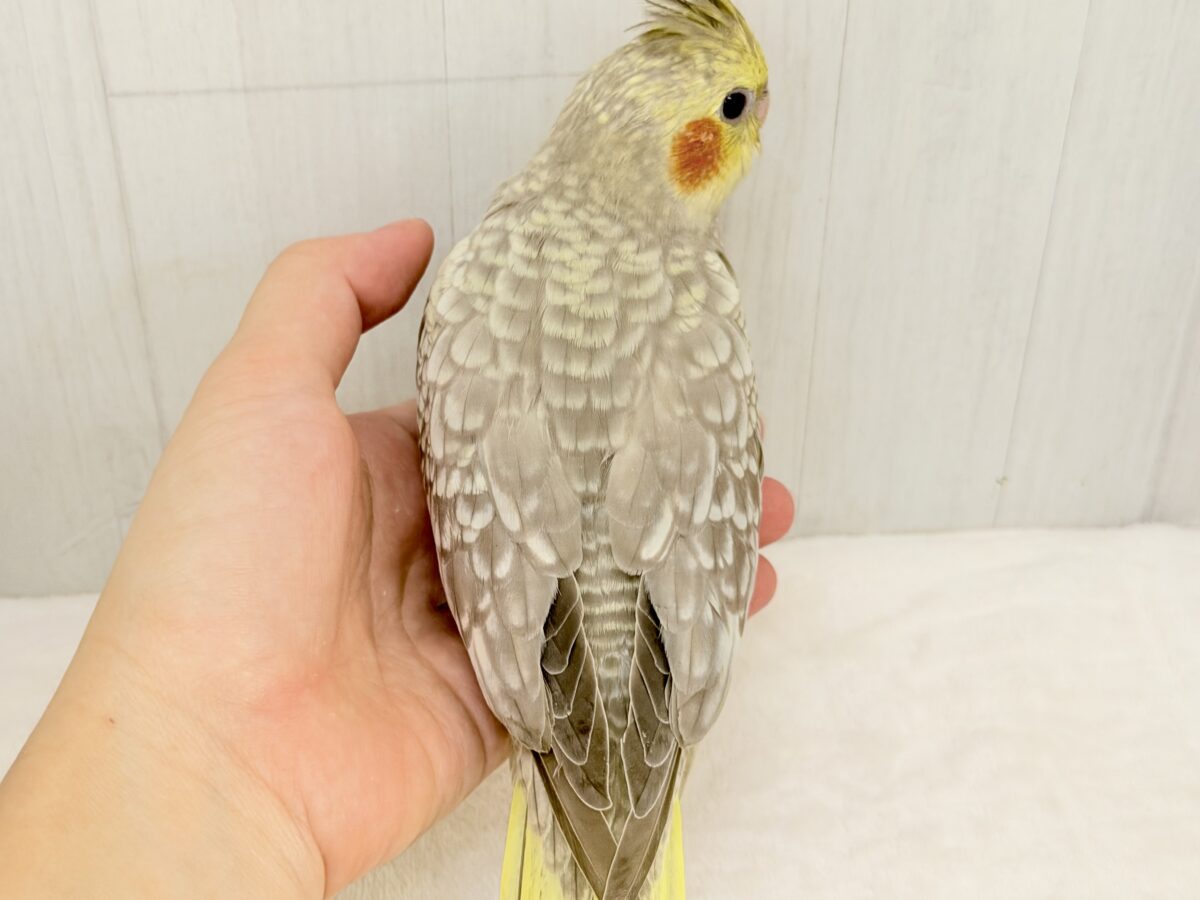 オカメインコ