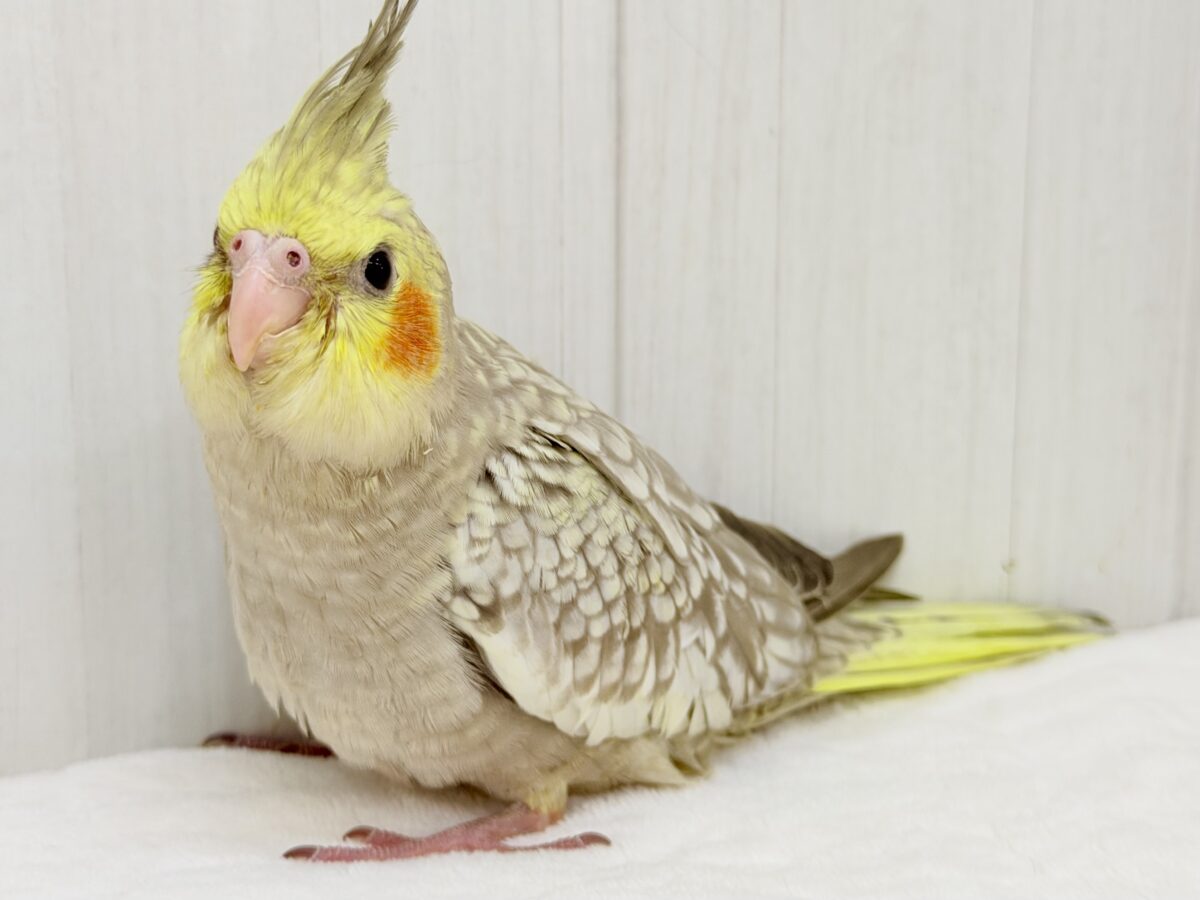 オカメインコ