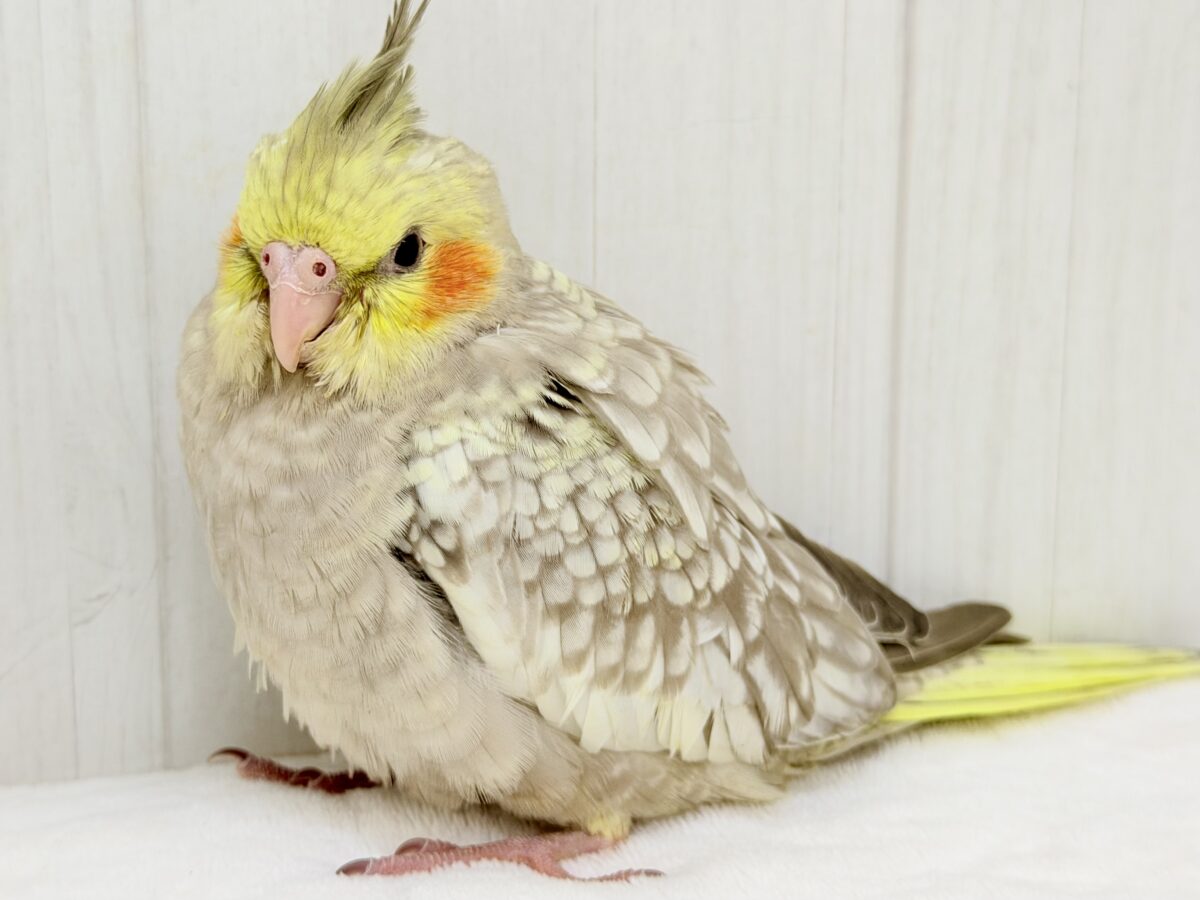 オカメインコ
