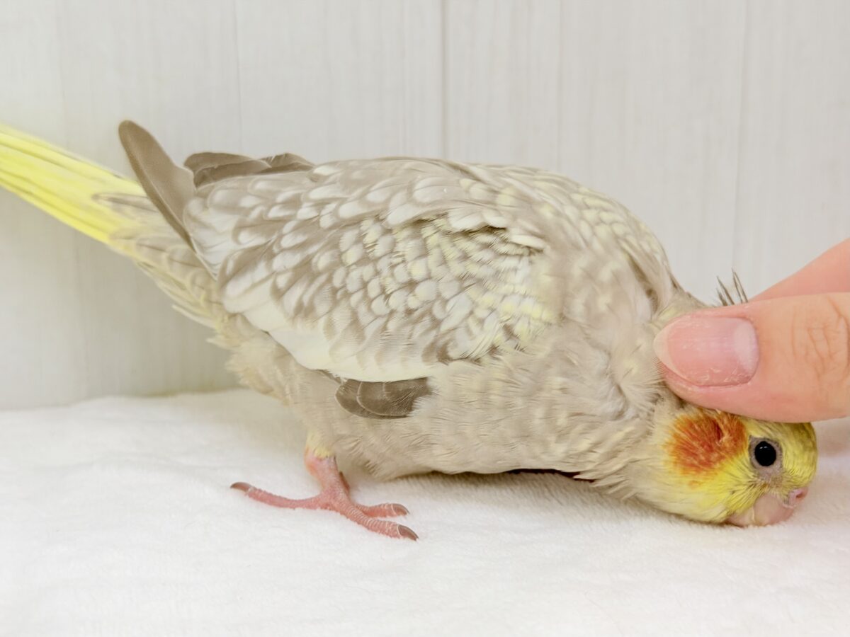 オカメインコ