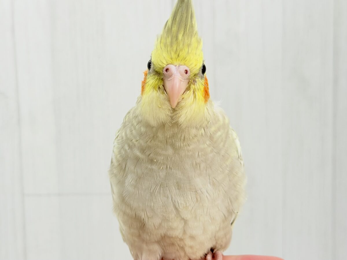 オカメインコ