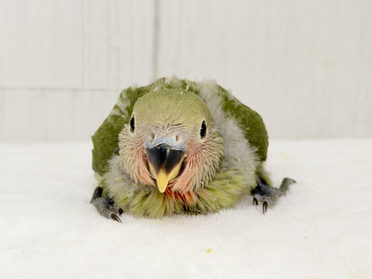 コザクラインコ（小桜インコ）