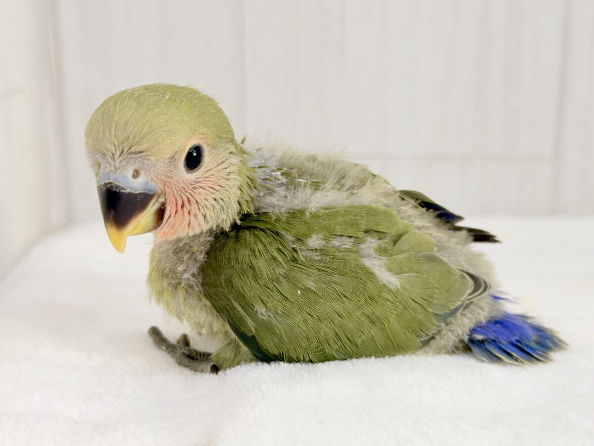 コザクラインコ（小桜インコ）