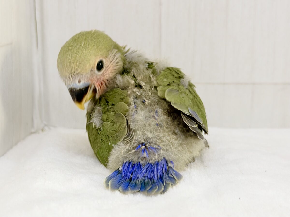 コザクラインコ（小桜インコ）